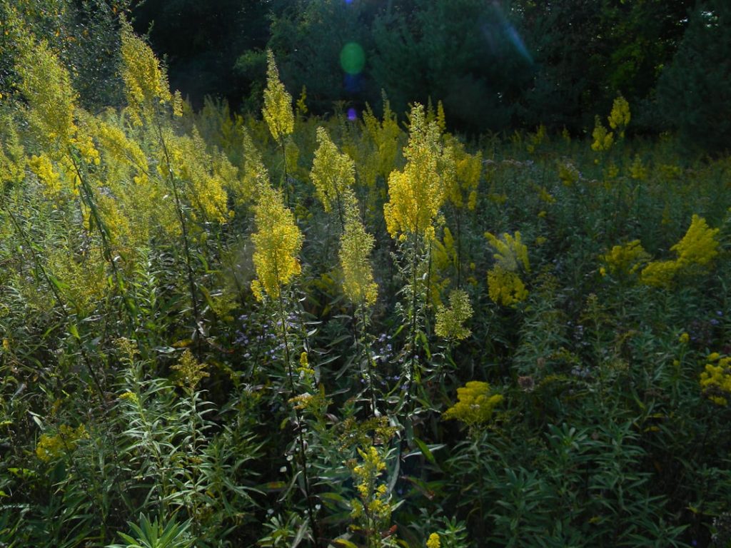 Photo Bluegrass, Goldenrod