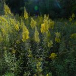 Photo Bluegrass, Goldenrod