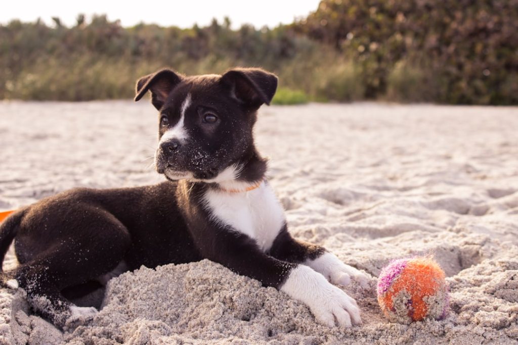 Photo Mastador: Dog breed